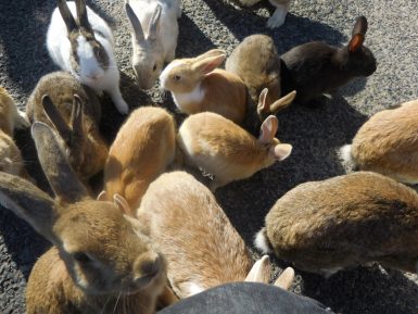 広島　ウサギの楽園