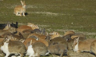ウサギの楽園・大久野島