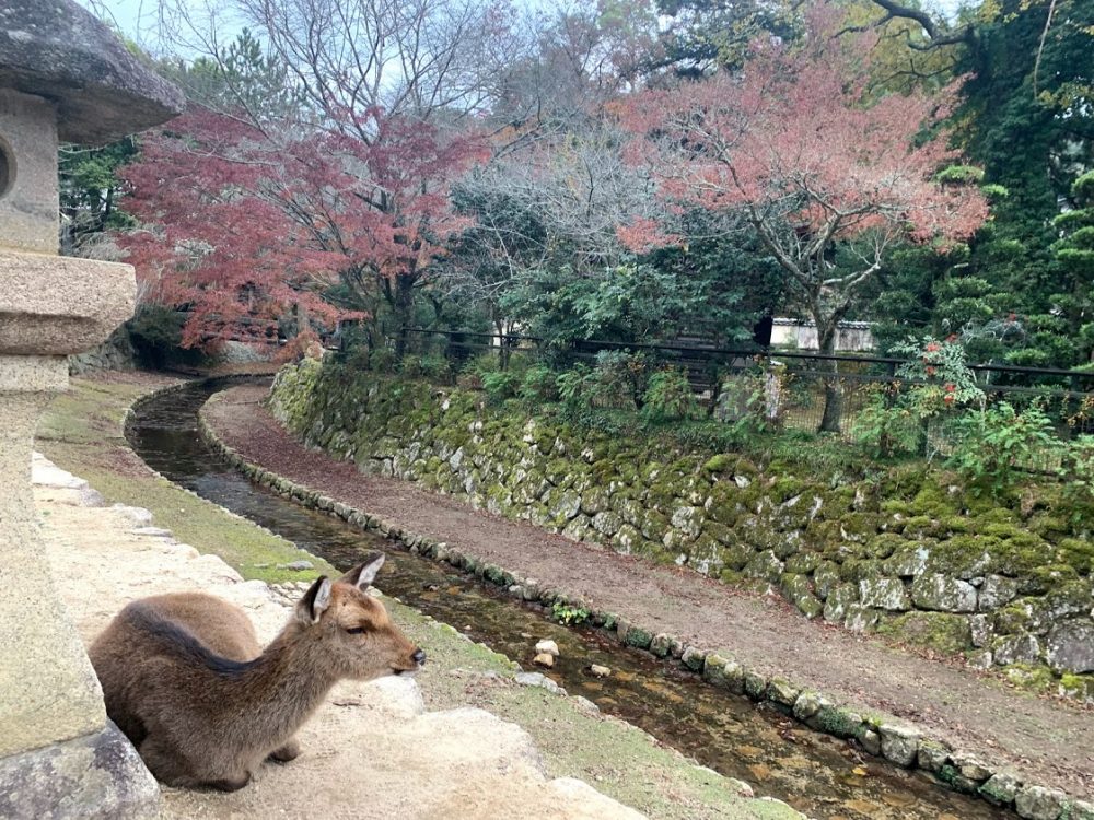 広島　宮島探索