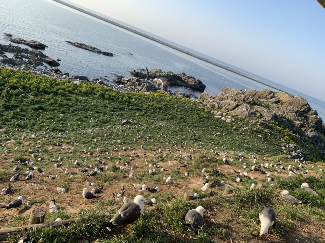 うみねこ繁殖地　蕪島神社