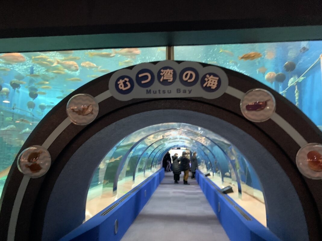 青森県 八戸市で出張マジック後泊編⑥イルカショー