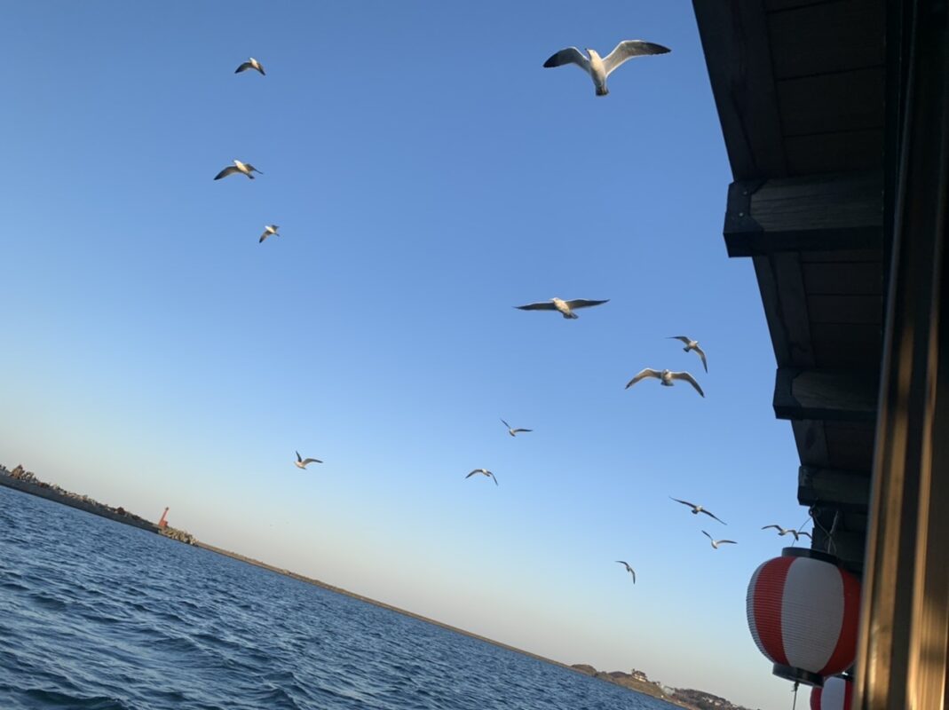 ウミネコの餌付け