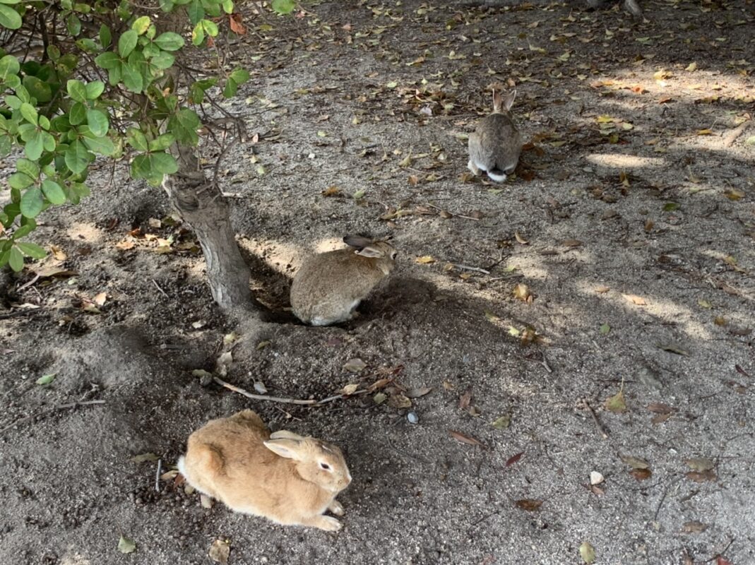 四国・中国旅⑫　ウサギの楽園・広島県大久野島