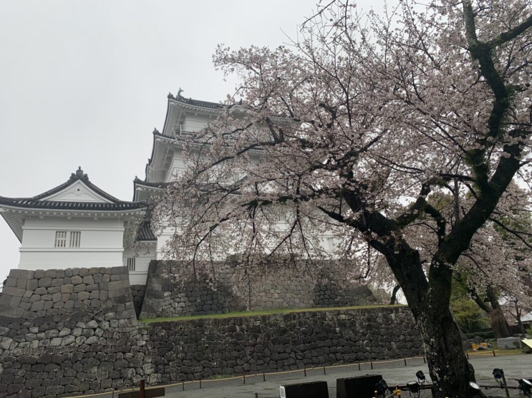 神奈川県小田原城址公園　小田原城と桜
