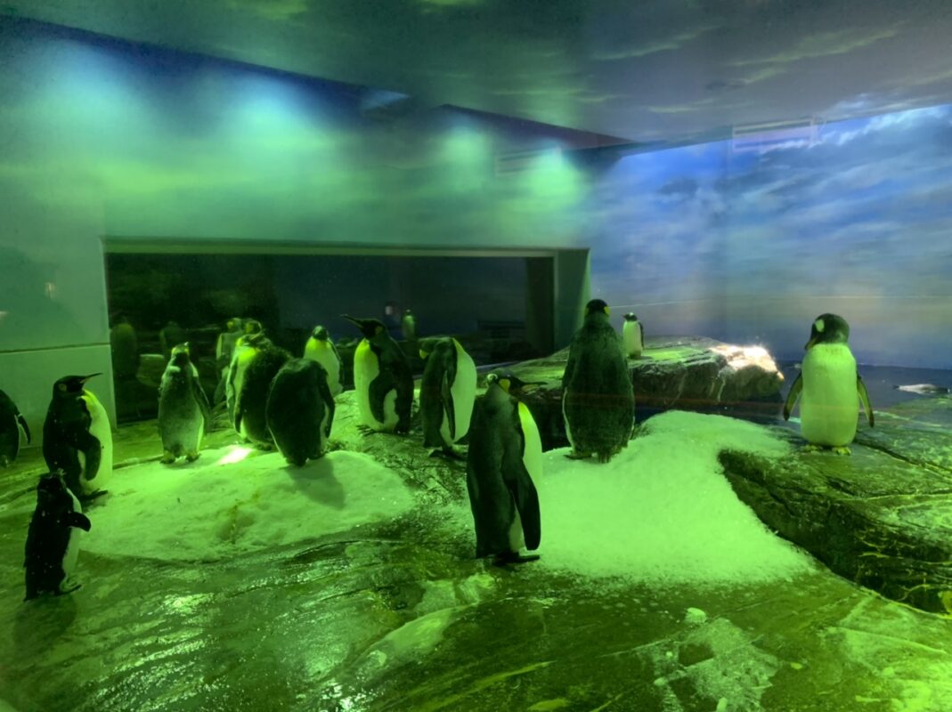 しまね海洋館アクアス