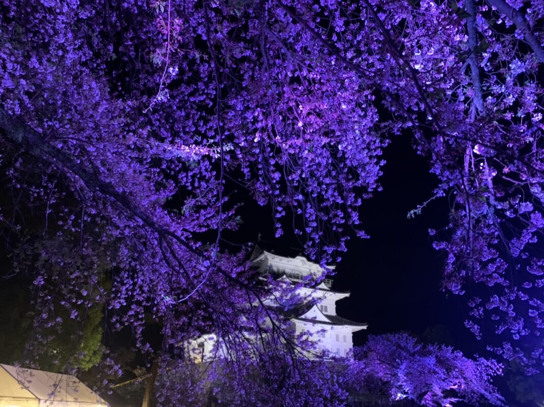 神奈川県小田原城址公園　小田原城と夜桜