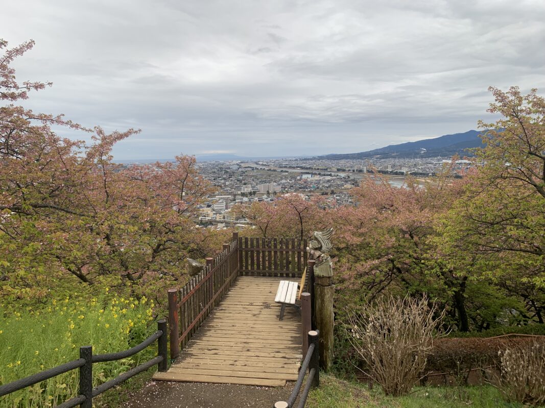 神奈川県　松田の河津桜を観賞