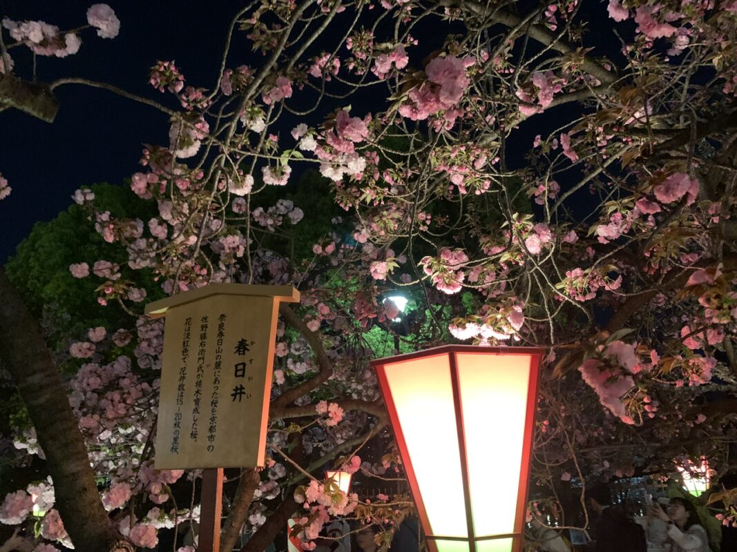 大阪・造幣局　桜の通り抜け