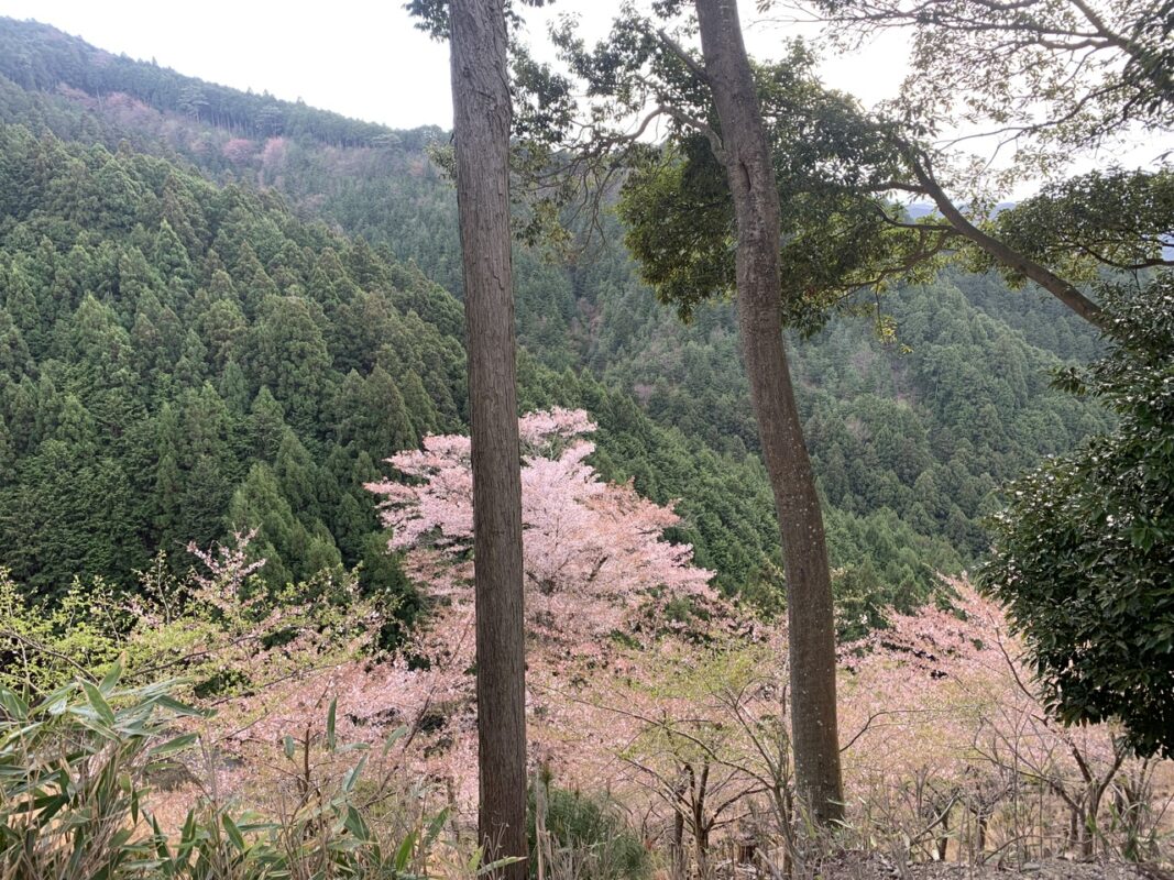 マジシャン ドライブ旅③　奈良県 吉野千本桜