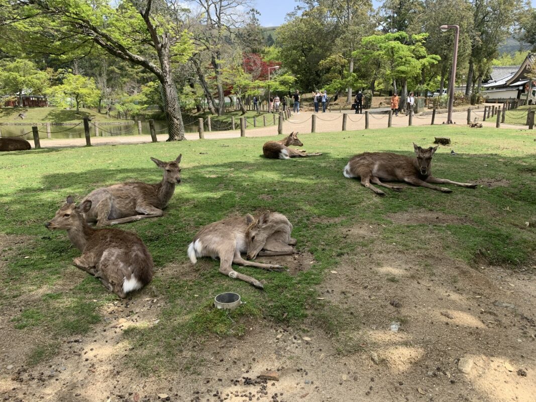 マジシャン 奈良旅⑫　奈良公園