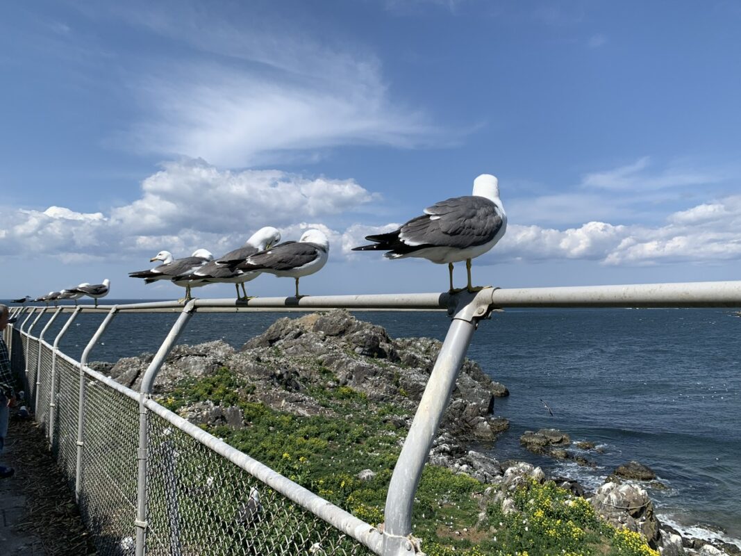 マジシャン青森旅　蕪嶋神社