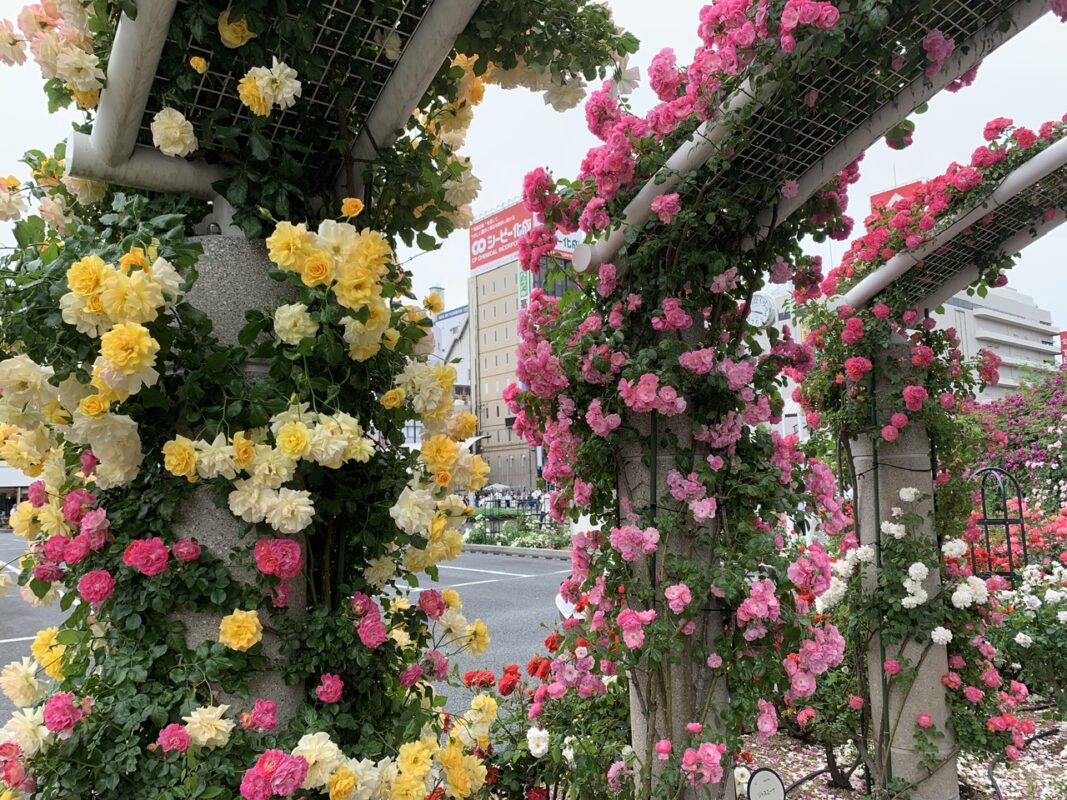 マジシャン広島旅　福山市・福山バラ祭