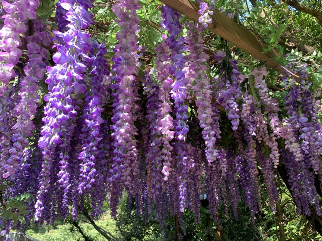 アジサイまつり