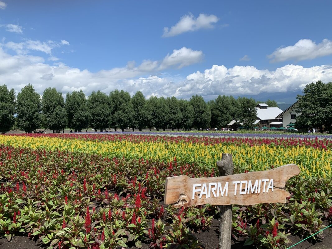 北海道中富良野町　富田ファーム
