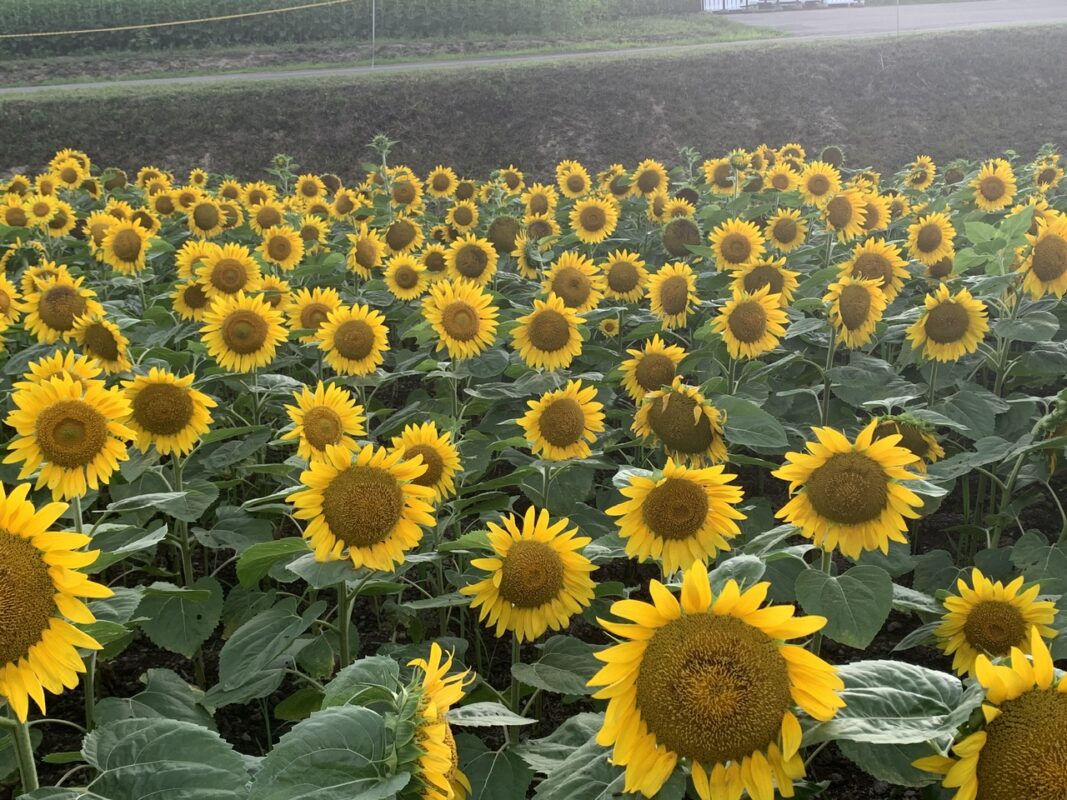 北海道北竜町　ひまわりの里